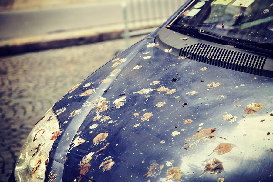 Por qué sí o sí debes limpiar las caquitas de los pájaros de la carrocería cuanto antes