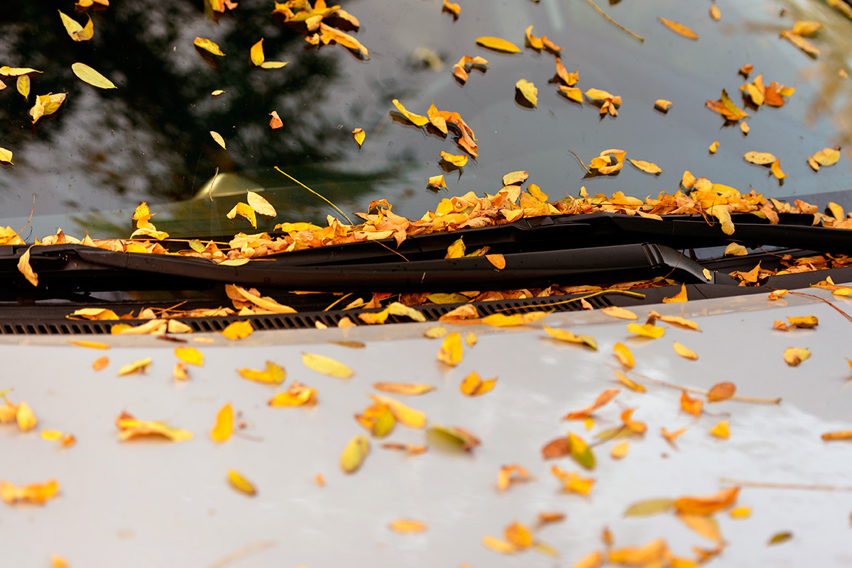 ¿Sabías que las hojas secas que se acumulan sobre la carrocería de tu coche pueden ser foco de corrosión?