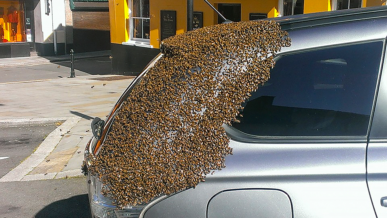 El curioso incidente del enjambre de abejas y el Mitsubishi Outlander