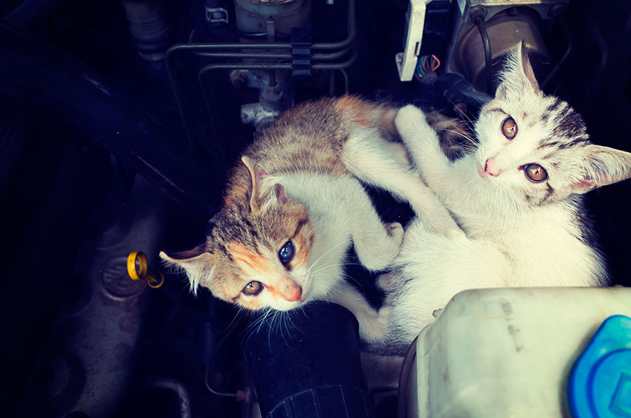Protege a tu coche y salva a los gatos callejeros con un único gesto