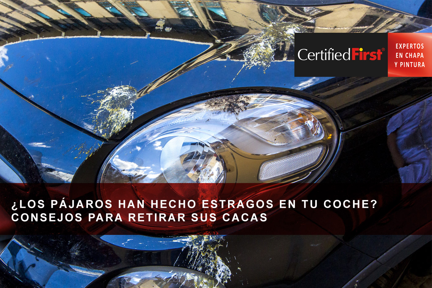 ¿Los pájaros han hecho estragos en tu coche? Consejos para retirar sus cacas